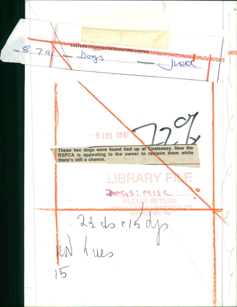 Dog. - Vintage Photograph