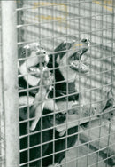 Dog. - Vintage Photograph