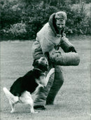Police Dog. - Vintage Photograph