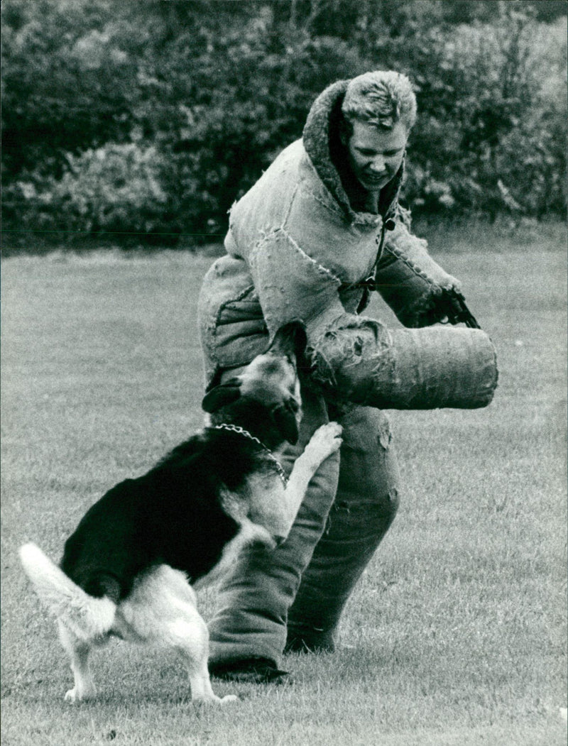Police Dog. - Vintage Photograph