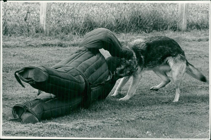 Dog. - Vintage Photograph