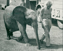 African elephant at Earlham Park - Vintage Photograph