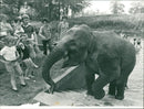 Elephants - Vintage Photograph