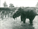 Elephant - Vintage Photograph