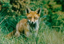 Fox - Vintage Photograph