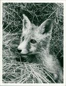 Fox - Vintage Photograph