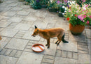 Fox - Vintage Photograph