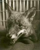 Fox - Vintage Photograph