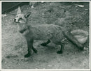 Fox - Vintage Photograph