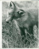 Fox - Vintage Photograph