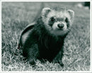 Eric the ferret - Vintage Photograph