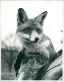 Ferret - Vintage Photograph