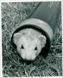 Ferret - Vintage Photograph