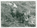 Foxes - Vintage Photograph