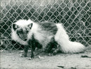 Arctic fox - Vintage Photograph