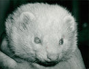 Ferret - Vintage Photograph
