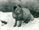 Arctic fox - Vintage Photograph