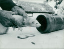 Ferret - Vintage Photograph