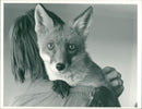 A fox named "Rufus" - Vintage Photograph