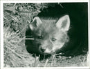 Fox - Vintage Photograph