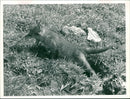 Fox - Vintage Photograph