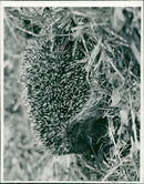 Hedgehog Animal. - Vintage Photograph