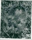 Hedgehog Animal. - Vintage Photograph