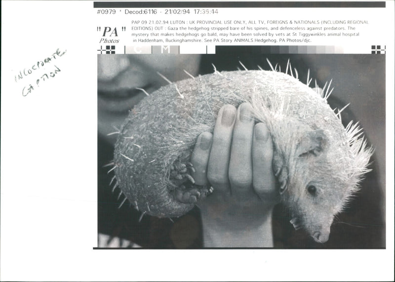 Hedgehog Animal. - Vintage Photograph