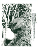 Hedgehog Animal. - Vintage Photograph
