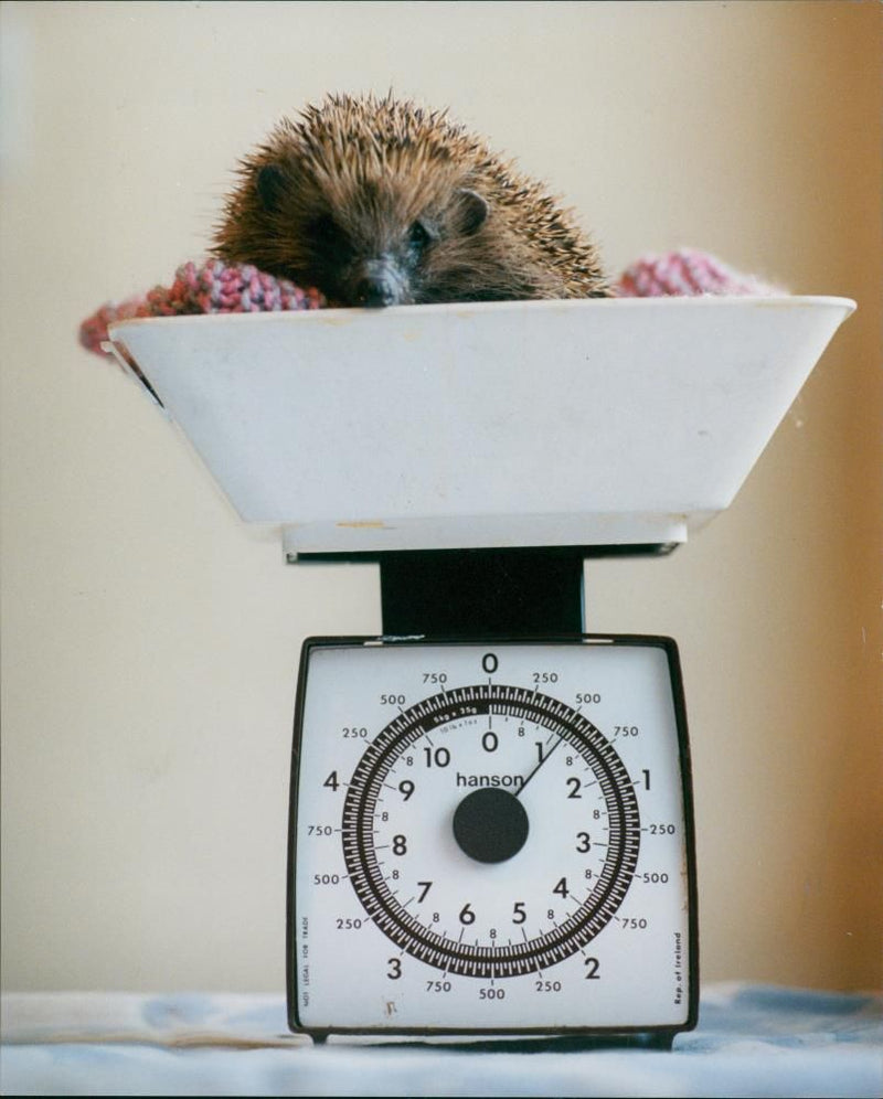 Hedgehog Animal. - Vintage Photograph