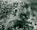 Hedgehog Animal. - Vintage Photograph