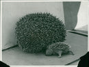 Hedgehog Animal. - Vintage Photograph