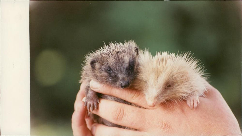 Hedgehog Animal. - Vintage Photograph