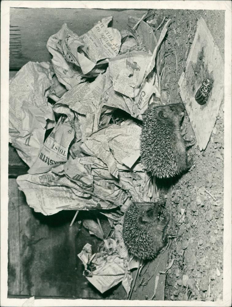 Hedgehog Animal. - Vintage Photograph