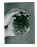 Hedgehog Animal. - Vintage Photograph