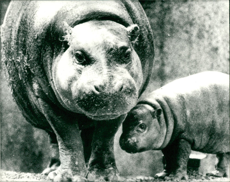 Hippopotamuses. - Vintage Photograph