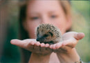 Hedgehog Animal. - Vintage Photograph
