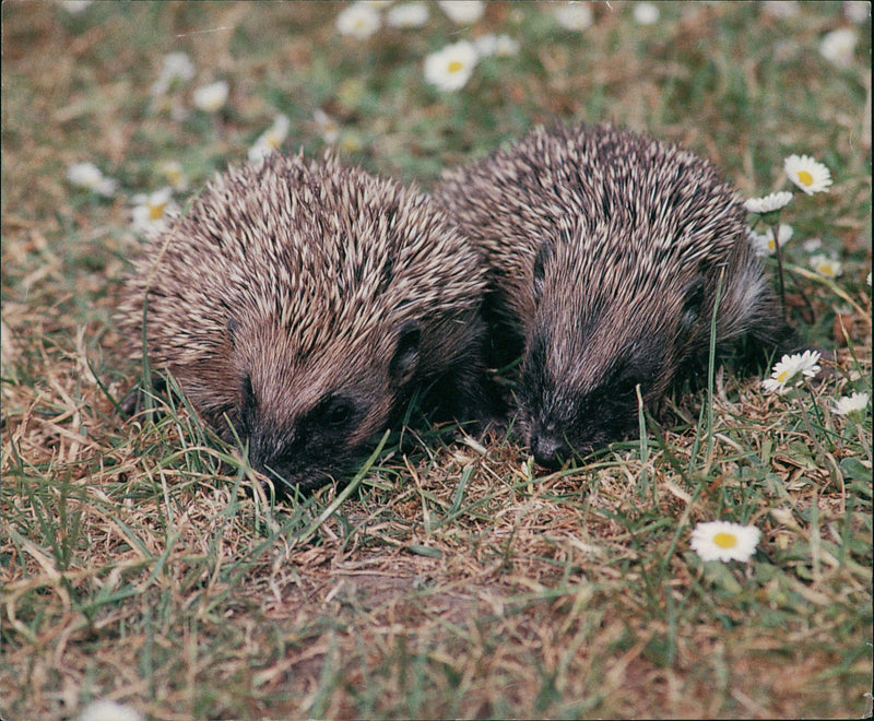 Hedgehog Animal. - Vintage Photograph