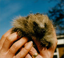 Hedgehog Animal. - Vintage Photograph