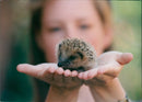 Hedgehog Animal. - Vintage Photograph