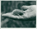 Hedgehog Animal. - Vintage Photograph