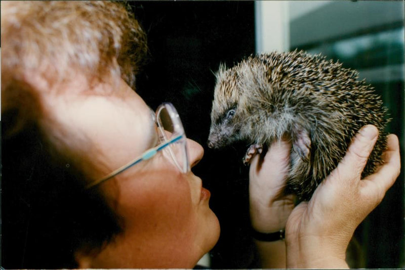 Hedgehog Animal. - Vintage Photograph