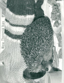 Hedgehog Animal. - Vintage Photograph