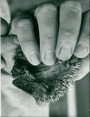Hedgehog Animal. - Vintage Photograph