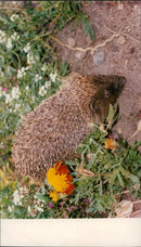 Hedgehog Animal. - Vintage Photograph