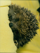 Hedgehog Animal. - Vintage Photograph
