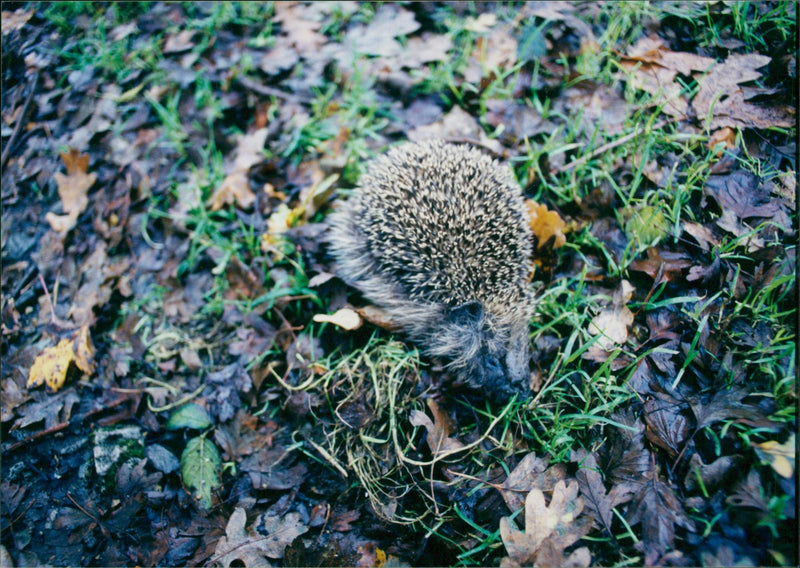 Hedgehog Animal. - Vintage Photograph