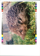 Hedgehog Animal. - Vintage Photograph