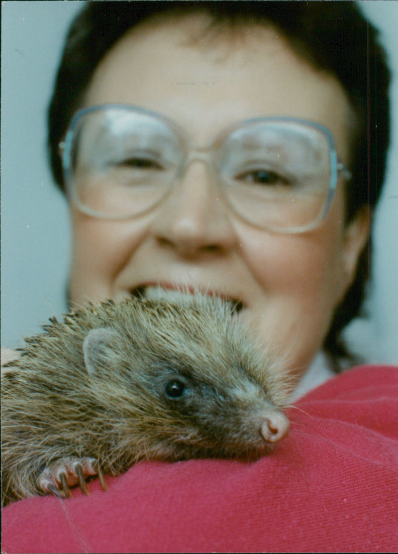 Hedgehog Animal. - Vintage Photograph