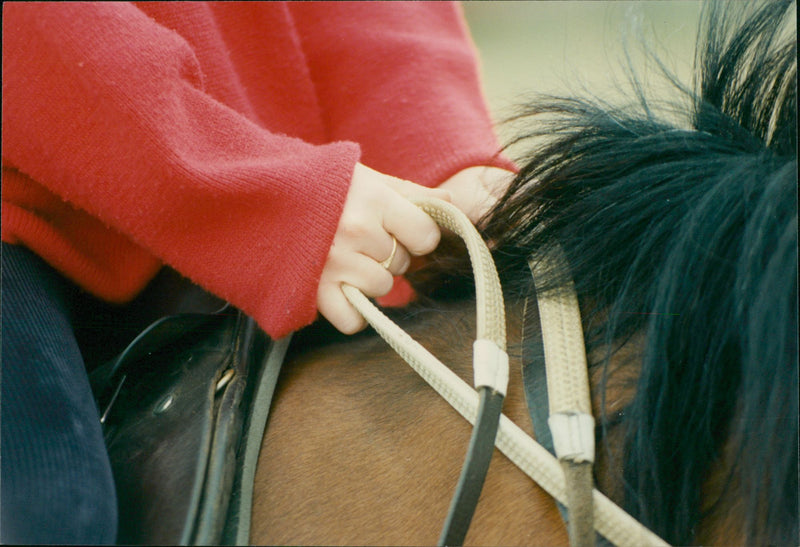 Animals - Vintage Photograph
